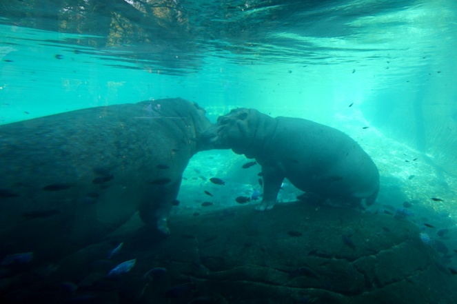 Hippo, San Diego Zoo, USA