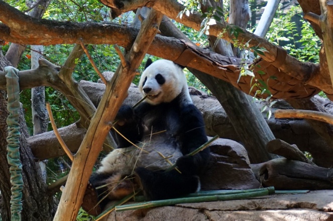Panda, San Diego Zoo, USA