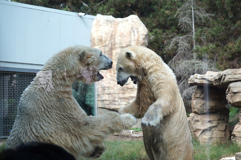 Polar bears, San Diego Zoo, USA