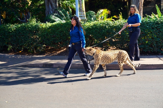 Just taking my cheetah for a walk, San Diego Zoo, USA