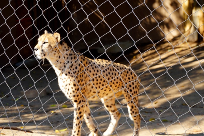 Cheetah, San Diego Zoo, USA