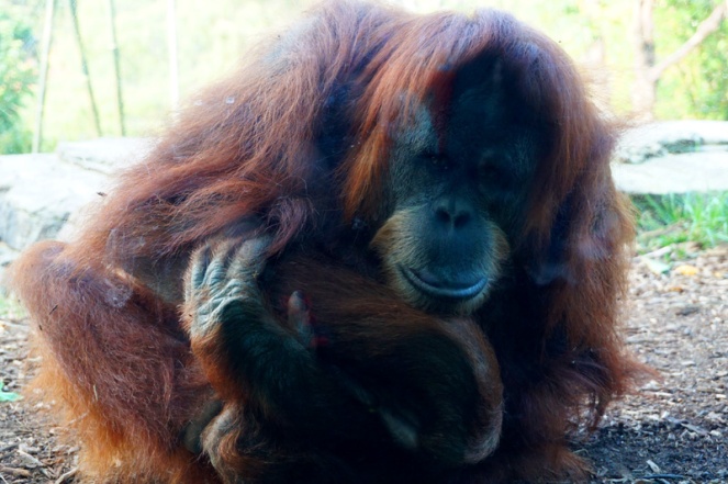 Orangutan, San Diego Zoo, USA