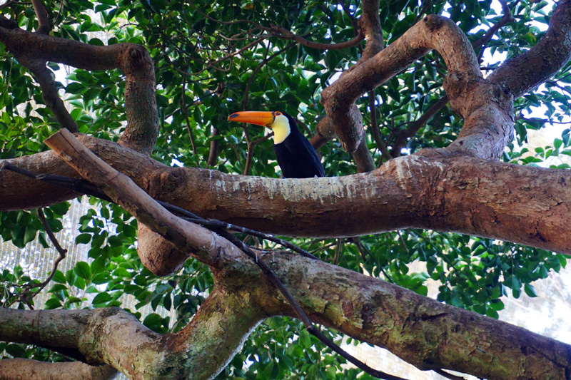 Toucan, San Diego Zoo, USA