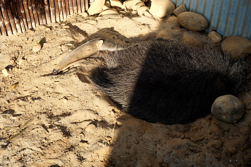 Anteater, San Diego Zoo, USA