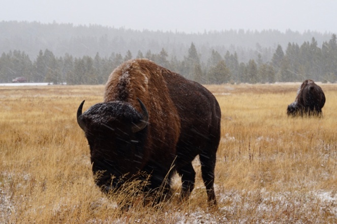 Bison, Yellowstone National Park, USA