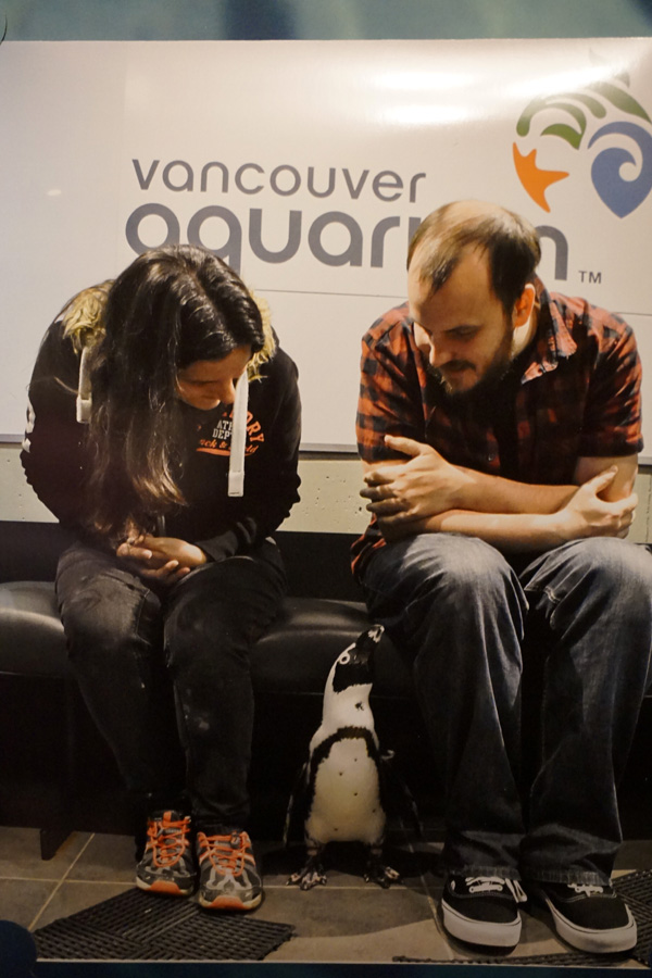 Penguin encounter, Vancouver Aquarium, Canada