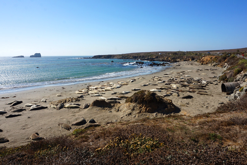 Elephant Seals, Big Sur, California, USA