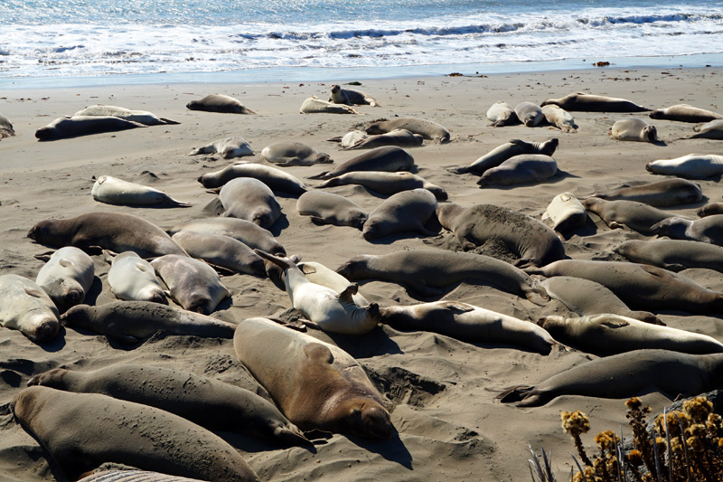 Elephant seals, Big Sur, California, USA