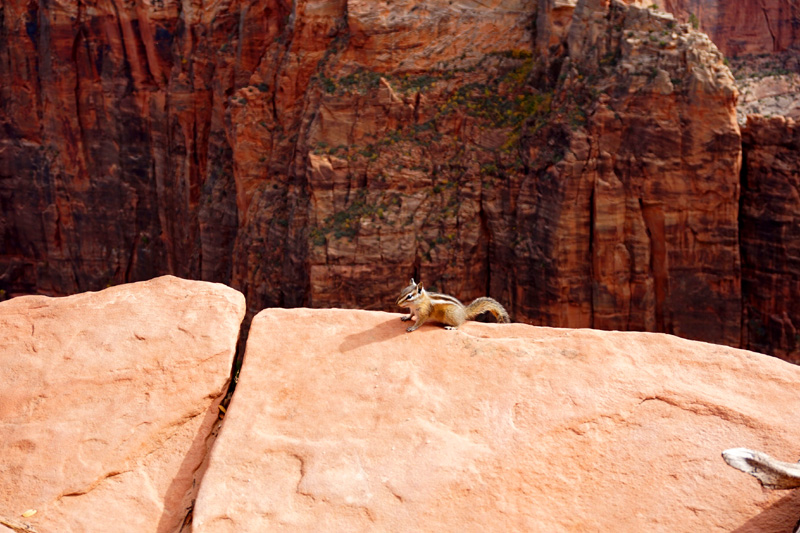 Chipmunk, Angel's Landing hike, Zion National Park, USA