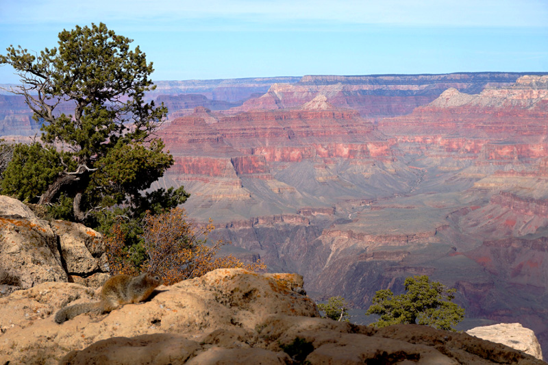 Squirrel at the South Kaibab Trail, Grand Canyon, Arizona, USA
