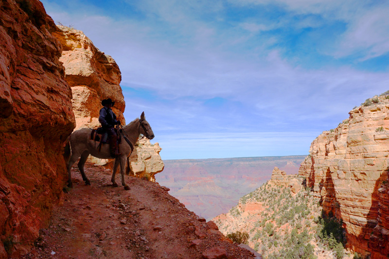 Mule, Grand Canyon, Arizona, USA
