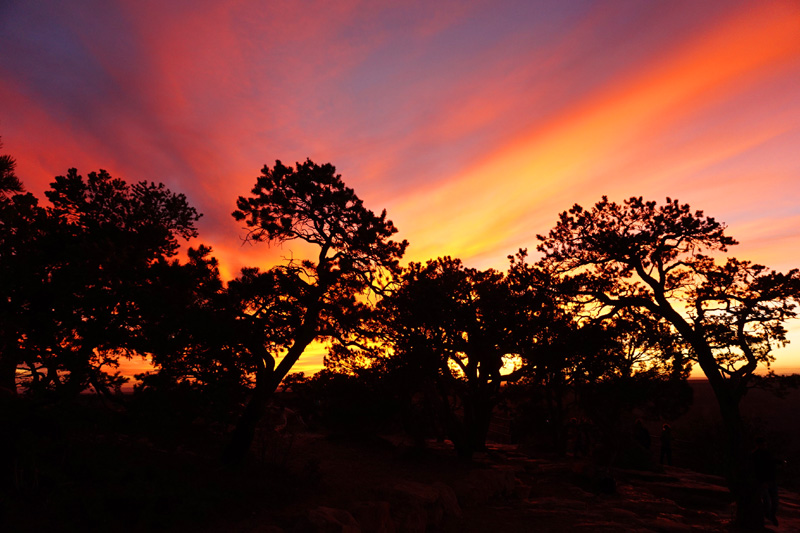 Sunset and trees at the Grand Canyon, Arizona, USA