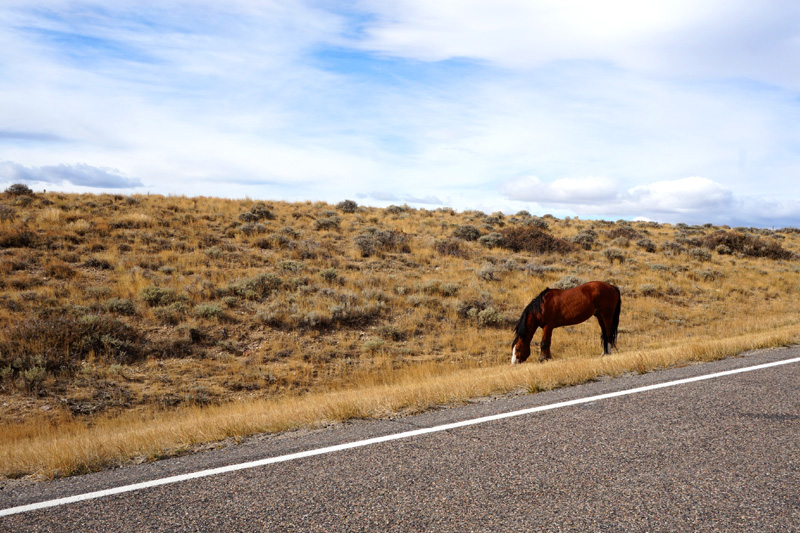 A wild horse, Wyoming, USA