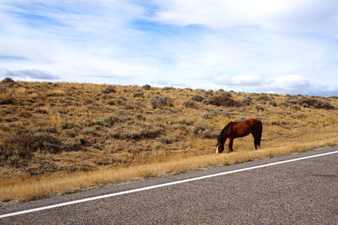 A wild horse, Wyoming, USA