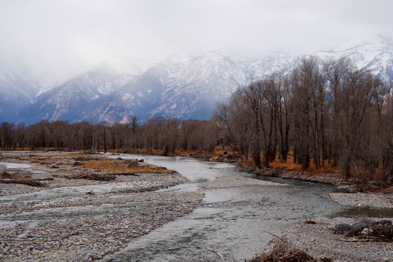 Moose in Moose, Grand Teton National Park, Wyoming, USA