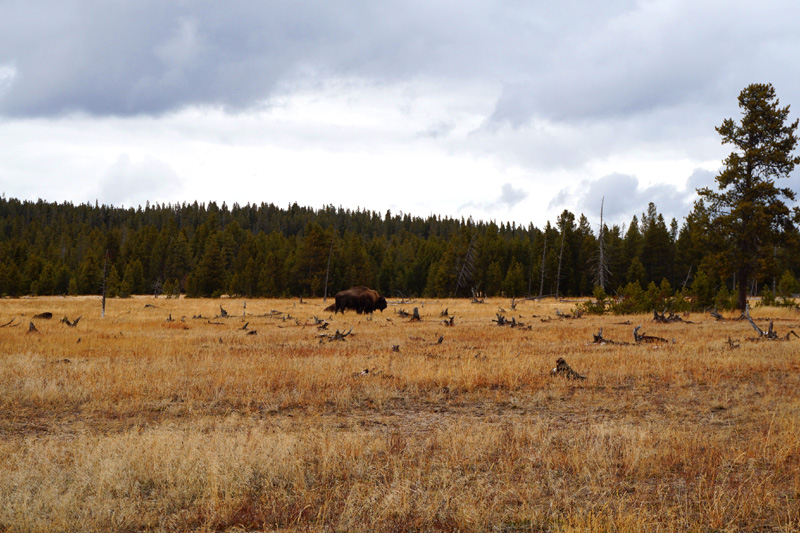 Bison, Yellowstone National Park, USA