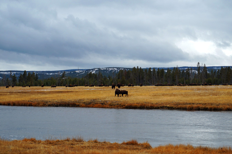 Bison herd, Yellowstone National Park, USA