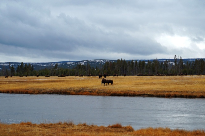 Bison herd, Yellowstone National Park, USA