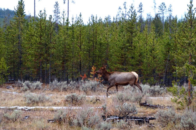 Elk, Yellowstone National Park, USA