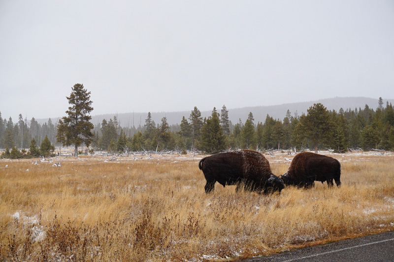 Bison, Yellowstone National Park, USA