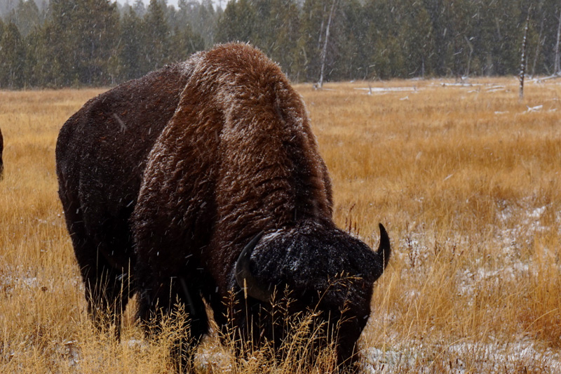 Bison, Yellowstone National Park, USA