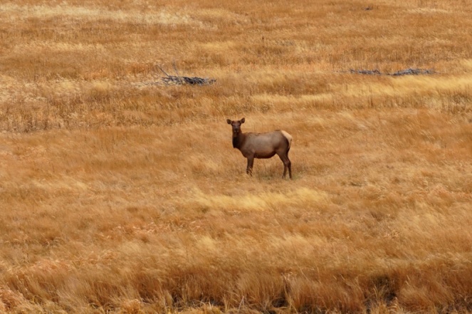 Elk, Yellowstone National Park, USA