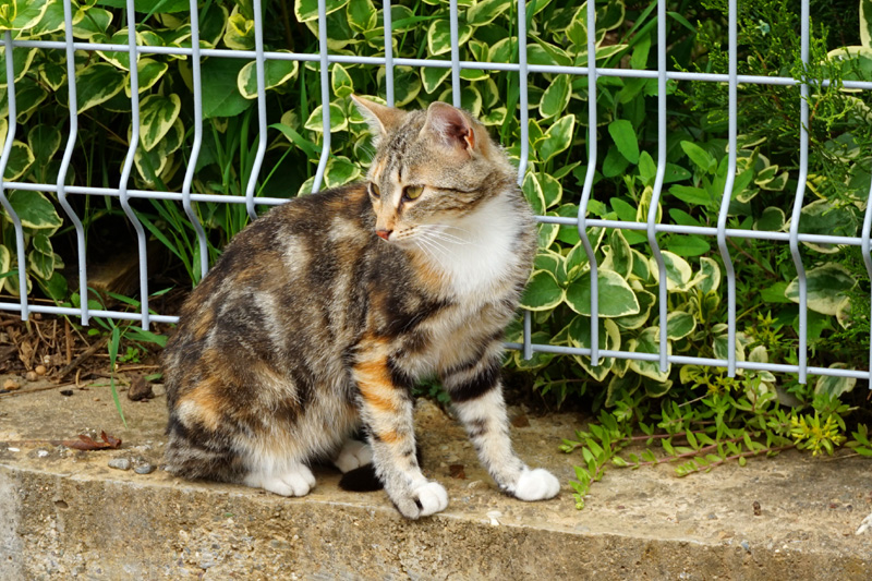 Cat, Bosnia and Herzegovina