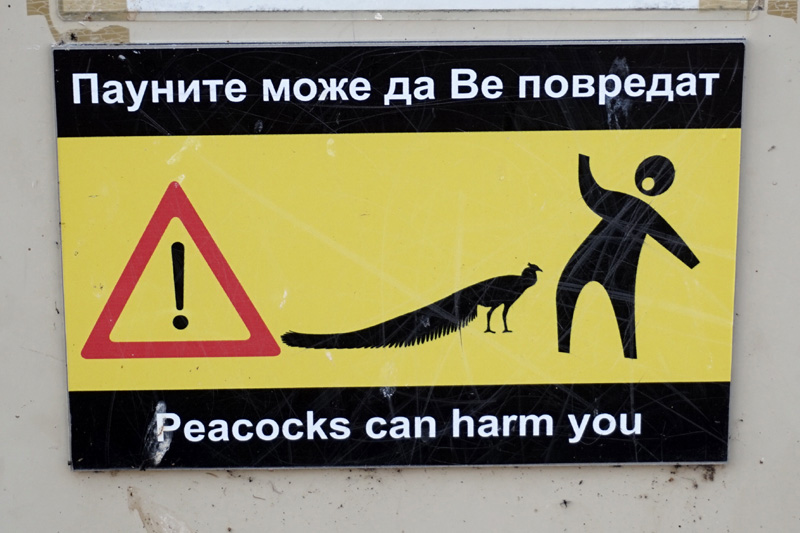 Peacock sign, St Naum Monastery, Lake Ohrid, North Macedonia
