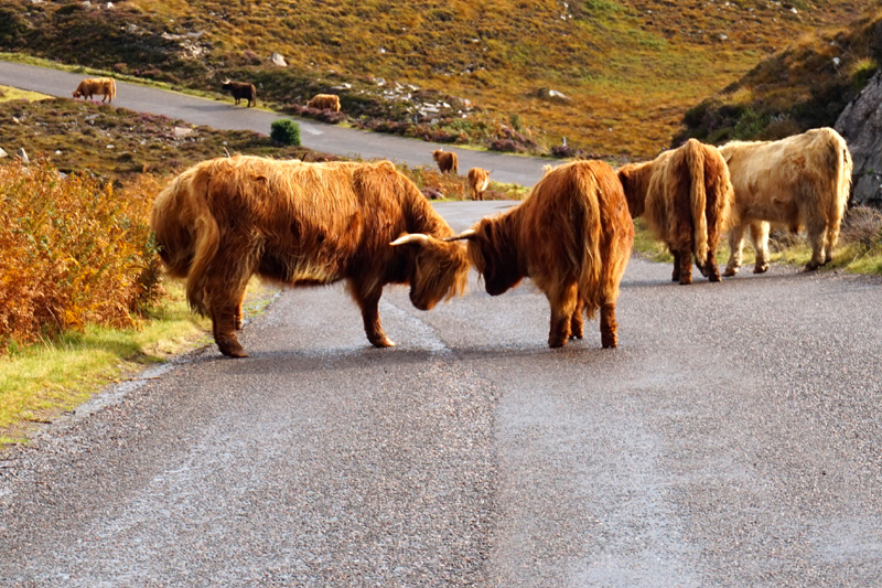 Highland cows, road from Applecross to Torridon, Scotland