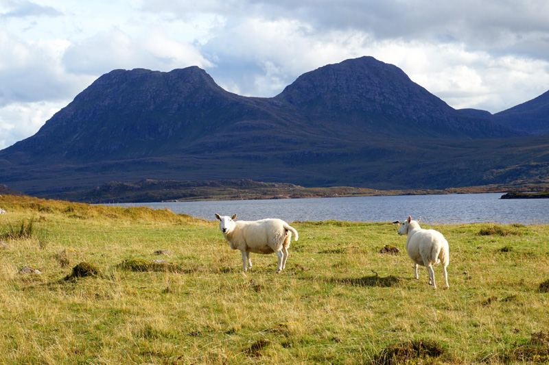 Sheep near Stac Pollaidh, North Coast 500, NC500, Scotland