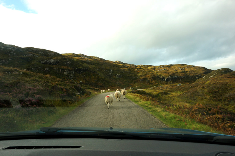 Road to Clashnessie, Scotland, with sheep in the road, North Coast 500 road trip, NC500