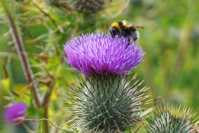 Bee, Rosemarkie, Black Isle, Scotland
