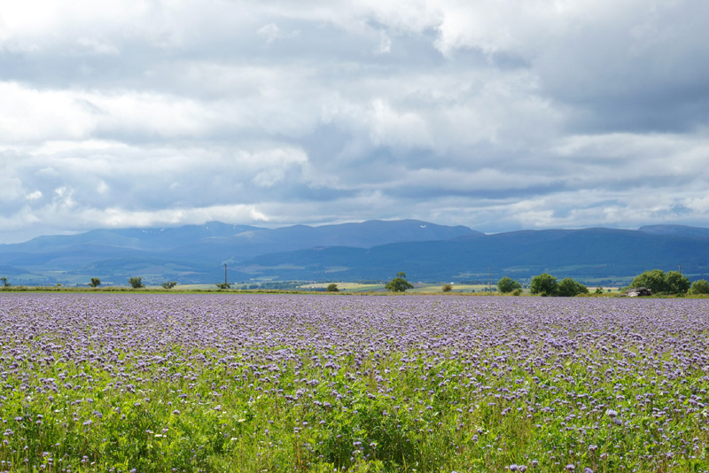 Black Isle, Scotland