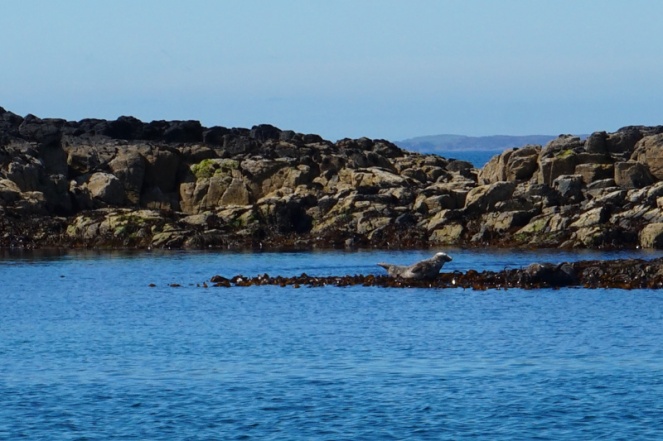 Seal, Isle Of Mull, Scotland