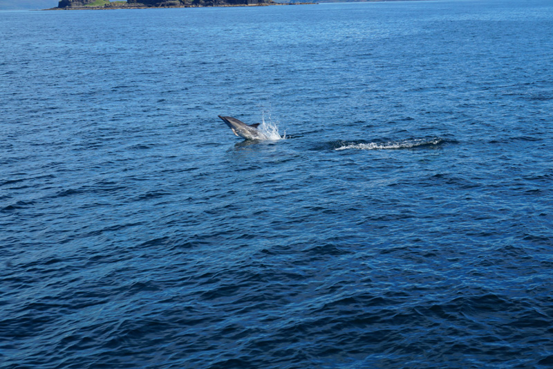 Dolphin, Isle Of Mull, Scotland
