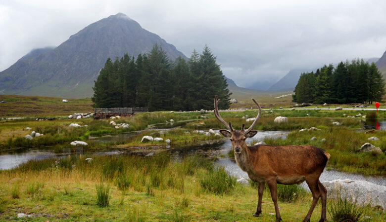 Stag at Kingshouse in Glencoe, Scotland