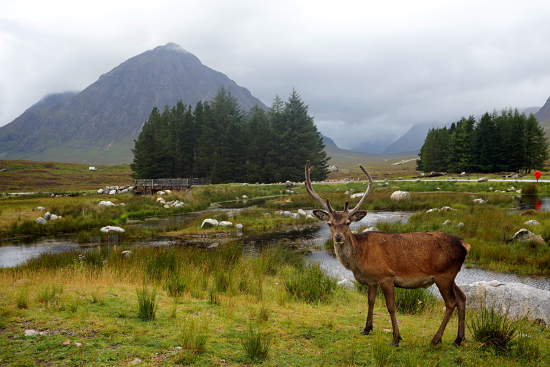 Stag at Kingshouse in Glencoe, Scotland