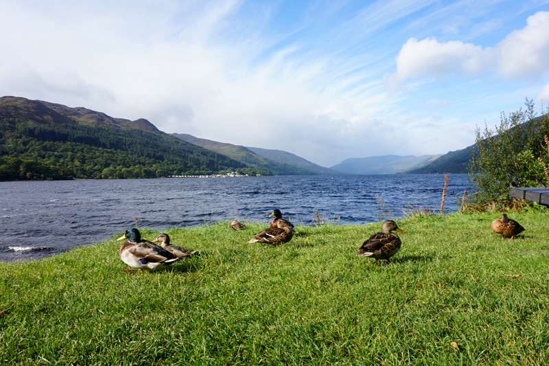 Ducks at Loch Earn, Scotland