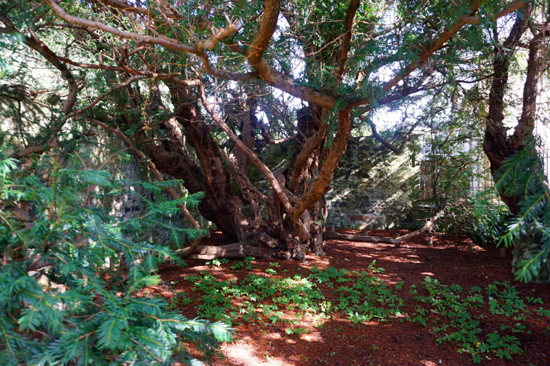 Fortingall Yew Tree, Scotland