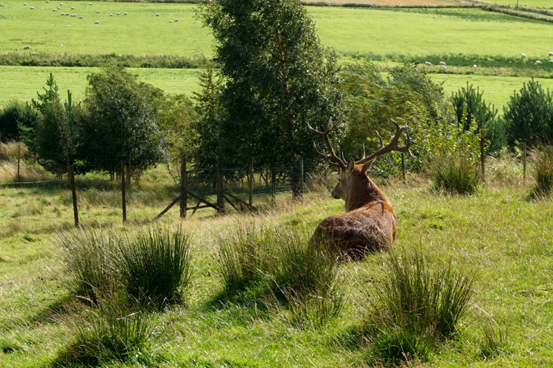 Red Deer Centre, Dull, Scotland