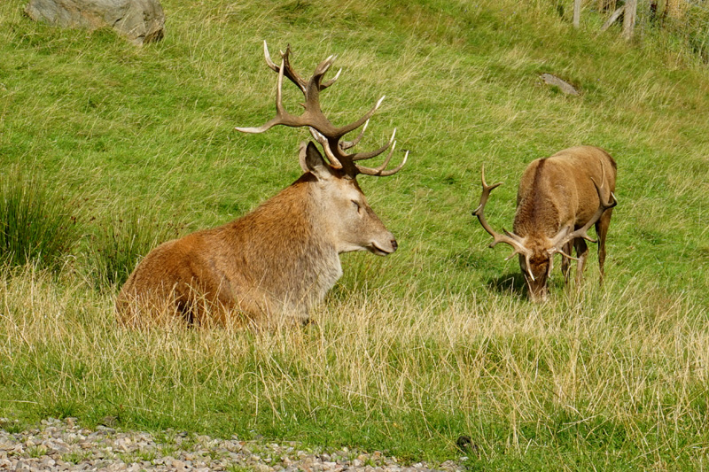 Red Deer Centre, Dull, Scotland
