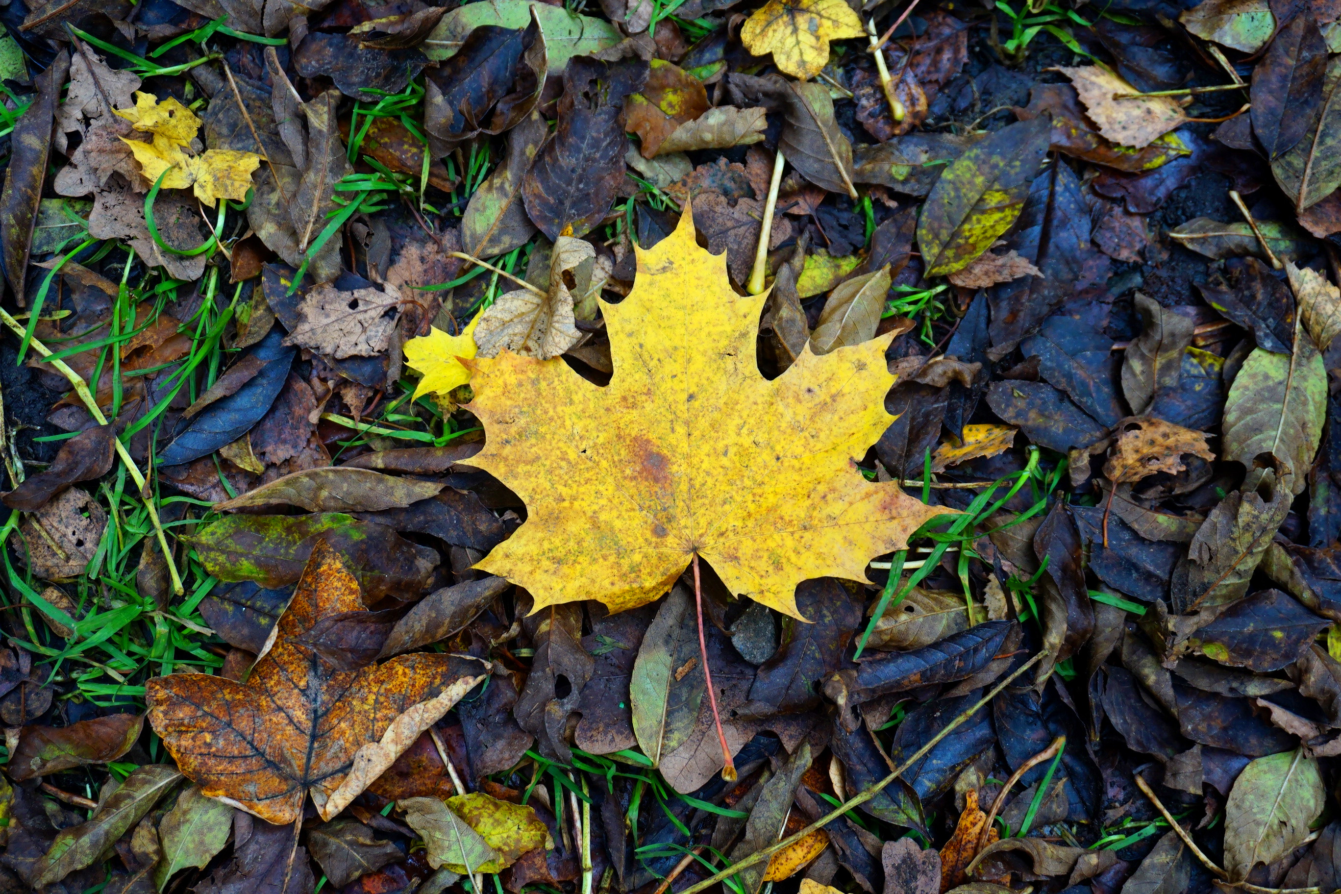 Autumn fall colours in Perthshire, Scotland