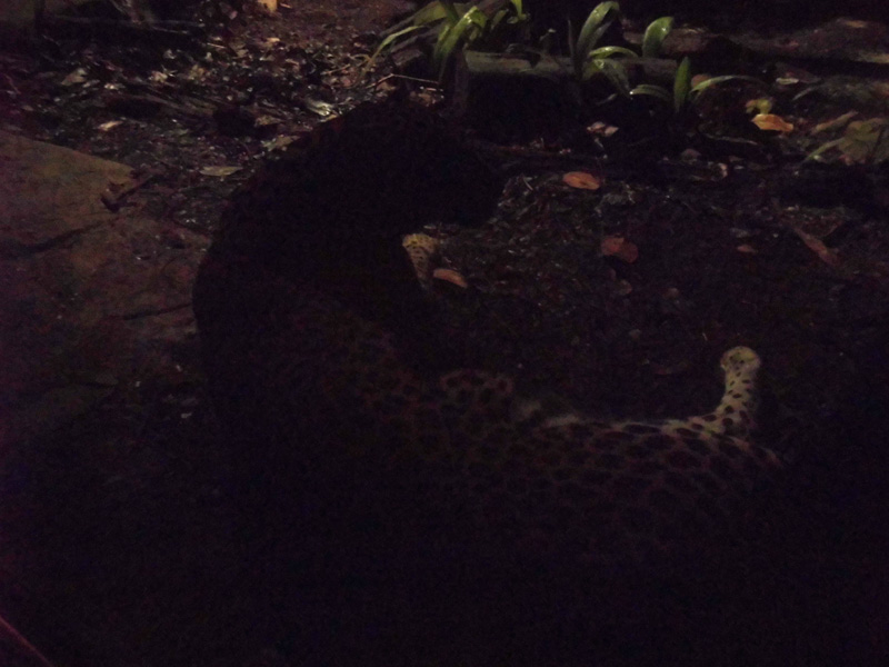 Leopard, night safari, Singapore Zoo