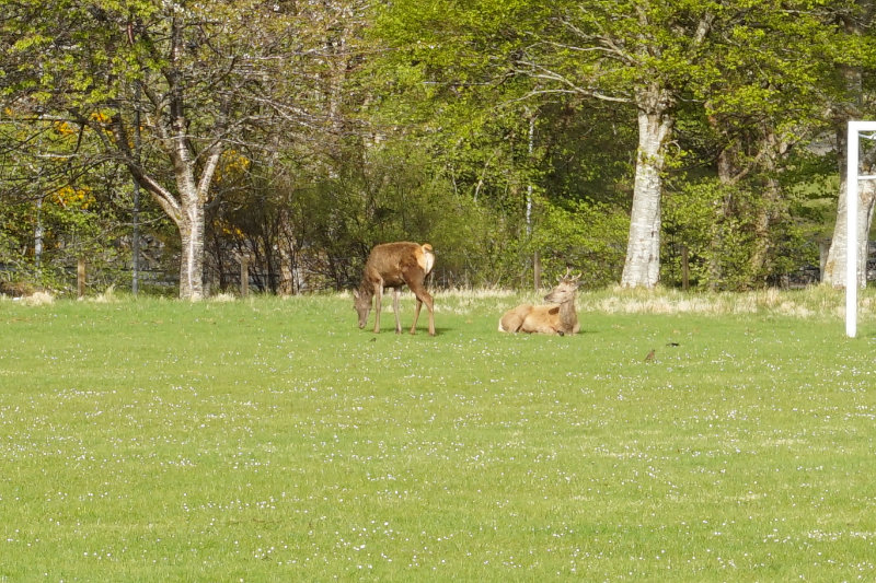 Deer, Lochinver, Assynt, Scotland