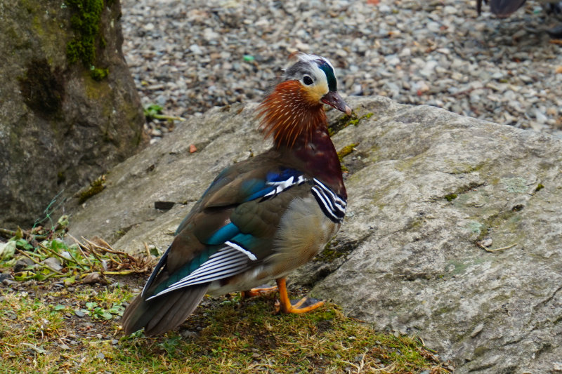 Mandarin duck, Windermere, Lake District, England