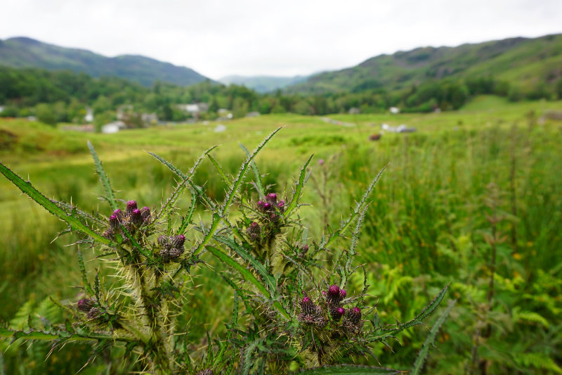 Thistles in the Lake District, England