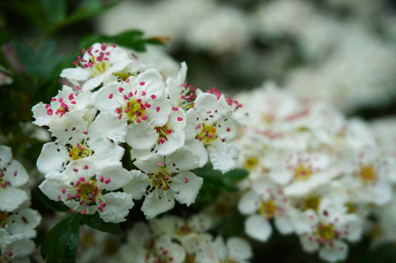 Flowers, Lake District, England