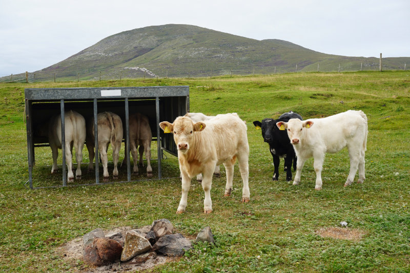 Cows by Scarista beach, Isle Of Harris, Scotland
