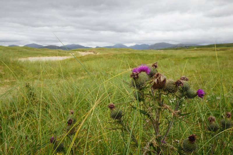 Thistle by the beach on the Isle Of Harris, Scotland