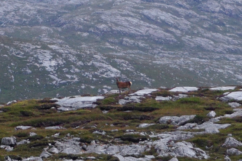 Deer on Isle Of Lewis, Scotland